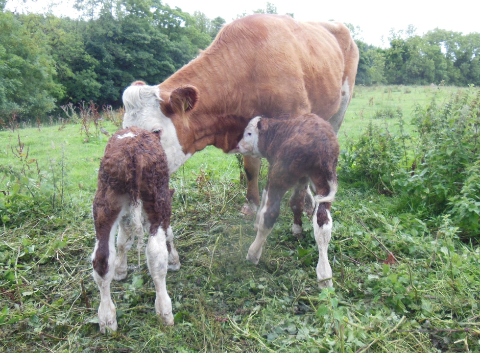Twins born during the first week of August