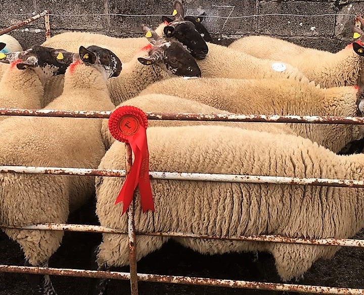 Claiming first prize for Sean Ryan, this pen of ewe lambs sold for €155/head