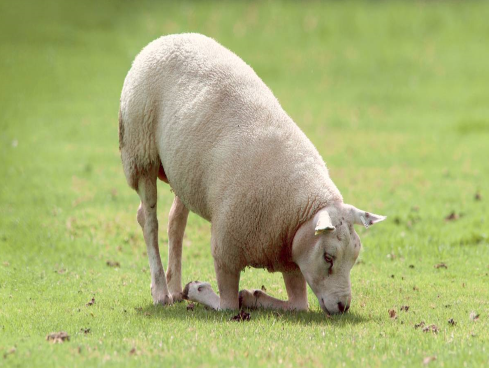 An all too common picture of a lame sheep in Ireland