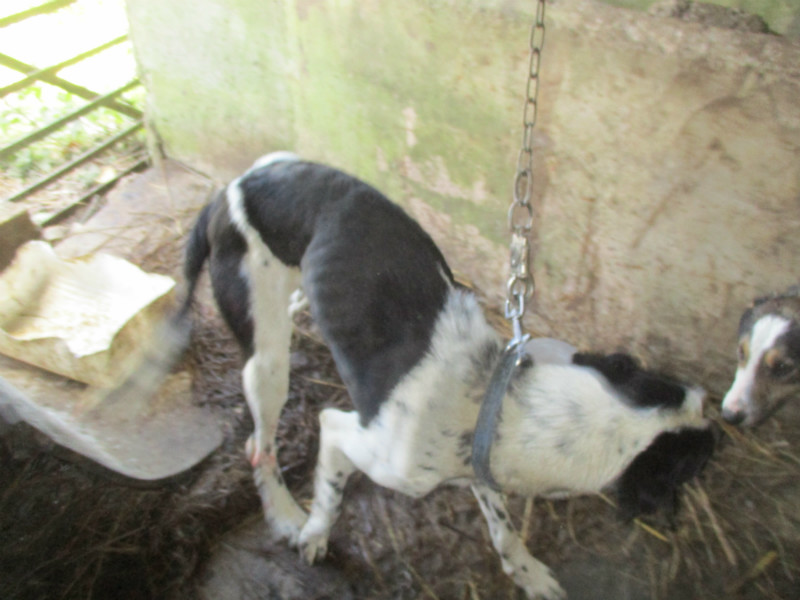 Image source: ISPCA