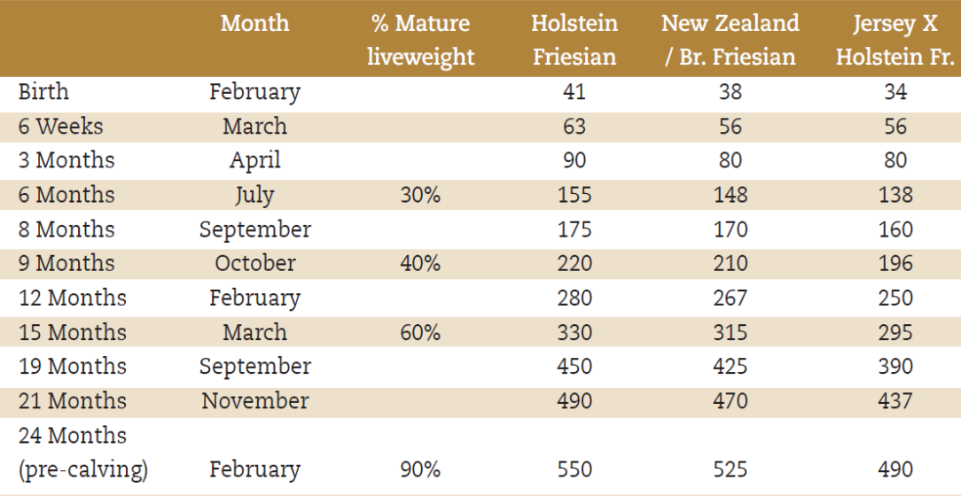 The above table outlines the target weights for purebred and crossbred replacement heifers. Table source: ICBF