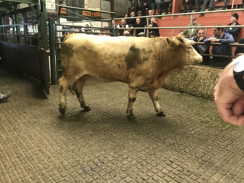 This 595kg, June-2016 born, Simmental heifer sold for €1,230 or €2.06/kg