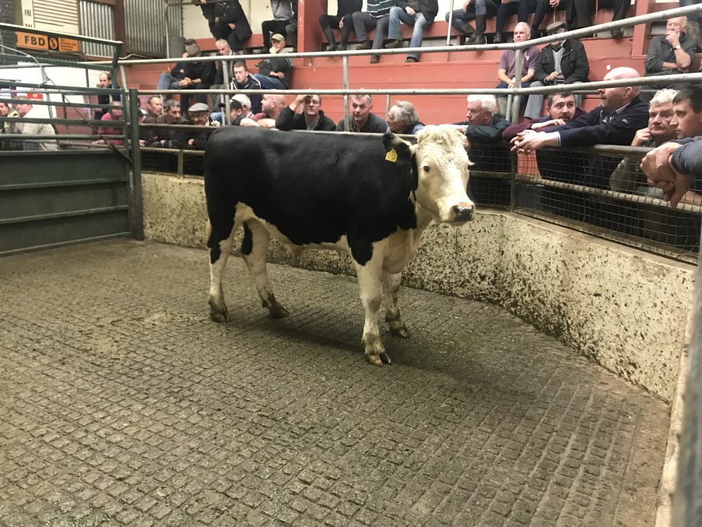 This 460kg, February-2017 born, Hereford bullock sold for €740 or €1.60/kg