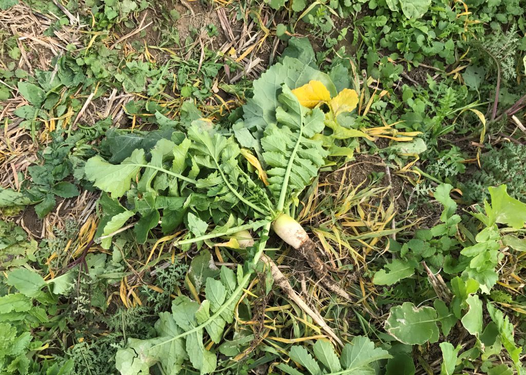 Tillage radish has a large tap root