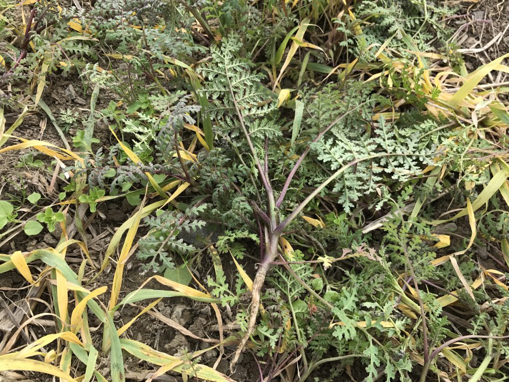 Phacelia has a small tap root, but grows a dense lateral root structure