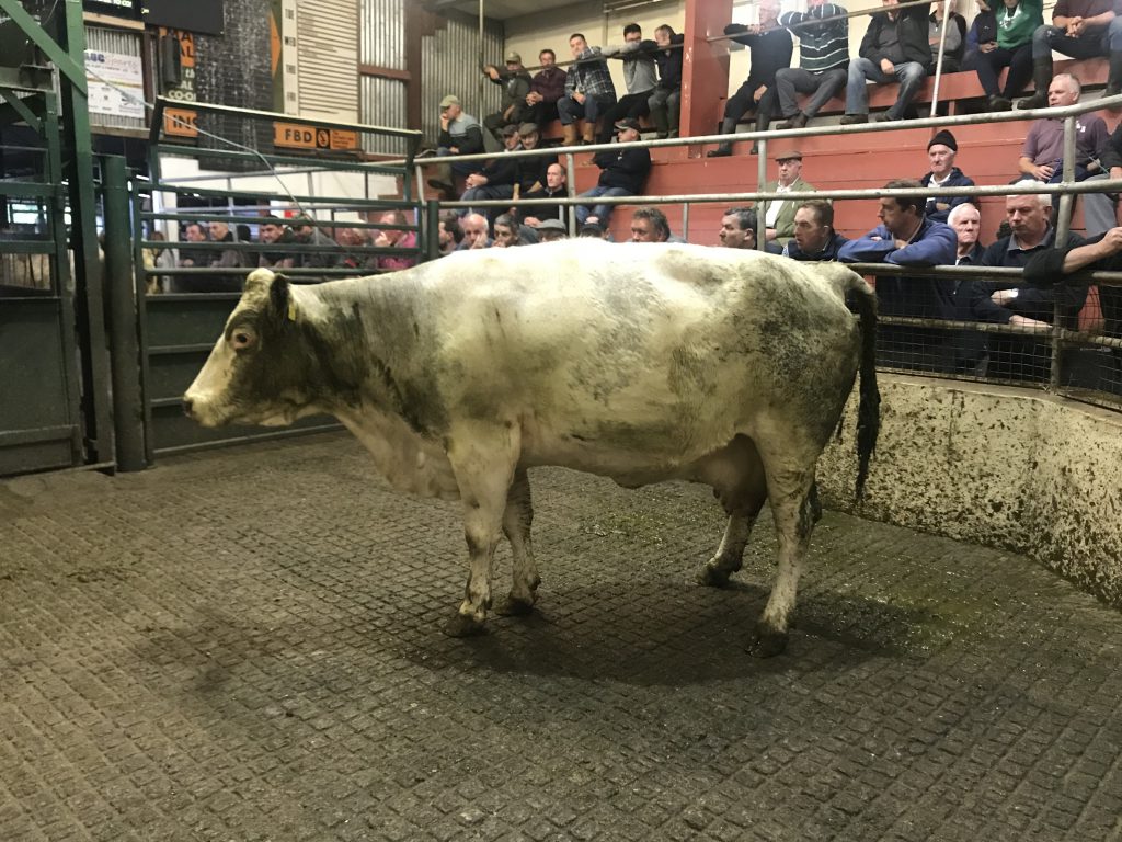 This 590kg, January-2005 born, Simmental cow sold for €735 or €1.24/kg