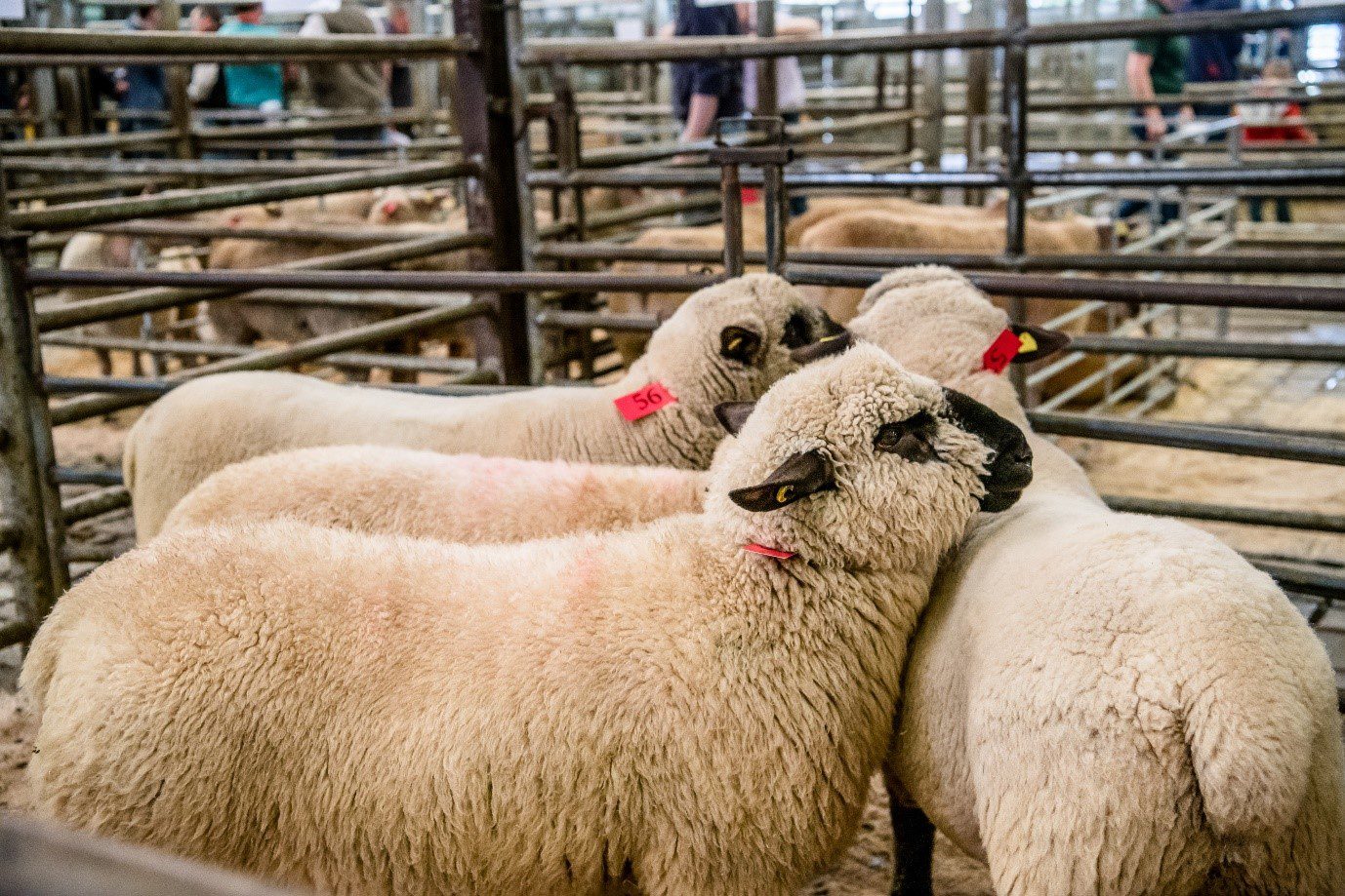Image source: Sheep Ireland