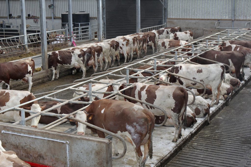 Image source: Julie Hazelton