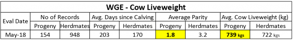 Cow liveweight data for daughters of WGE