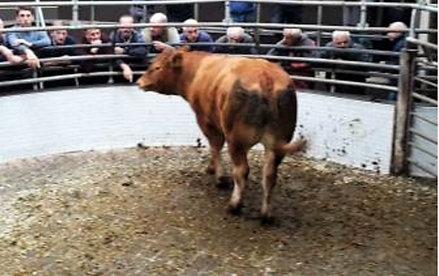 This 565kg Limousin bullock sold for €1,375 or €2.43/kg