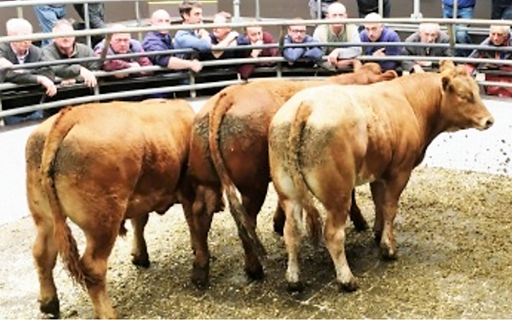 These 518kg Charolais bullocks sold for €1,235 or €2.38/kg
