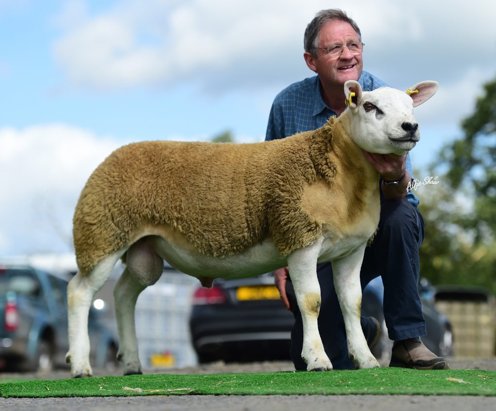 Irish Hill Braveheart