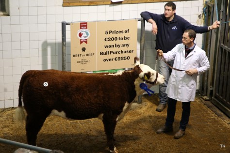 Anselm Fitzgerald with Griananpoll 1 Orange S 812 which made €2,550