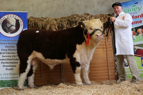 David Larkin with his bull Cill Cormaic Perseus that sold for €4,850