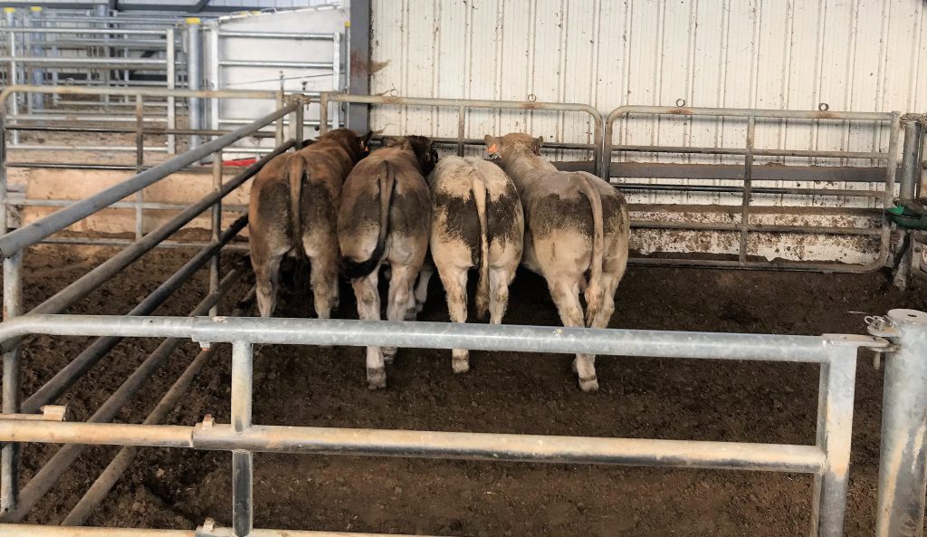 Aubrac and Aubrac-cross Charolais stores destined for the Italian market