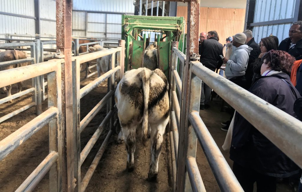 Store bulls being weighed at the dispatch centre