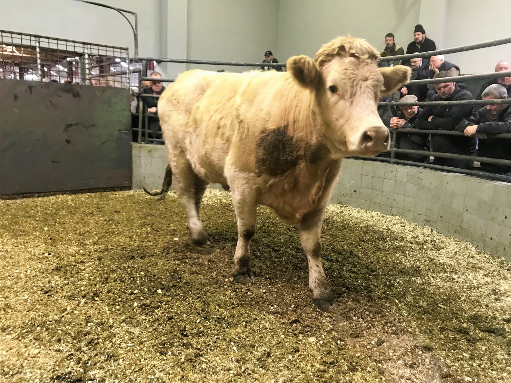 This 617kg, August-2017 born, Charolais heifer made €1,200 or €1.94/kg