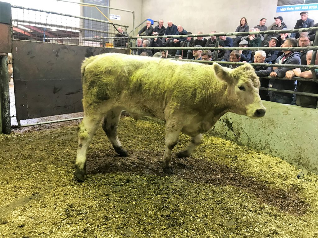 This 725kg, June-2016 born, Charolais bullock sold for €1,390 or €1.91/kg