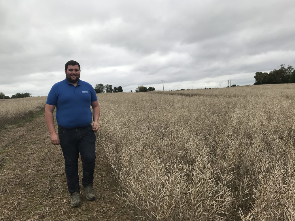 Denis Dunne checking a crop of seed oilseed rape