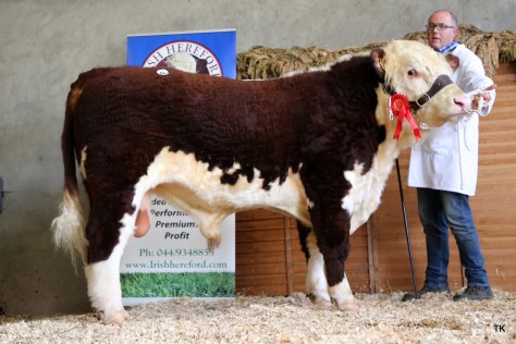 John Canty pictured with Portanob Rob that sold for €3,000