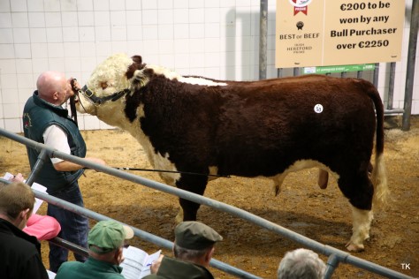 Padraig McGrath in the ring with Kye Gerard 793 that sold for €3,100