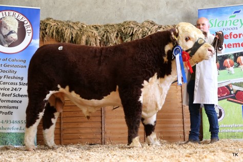 Michael Molloy with Moyclare Quality that sold for €3,300