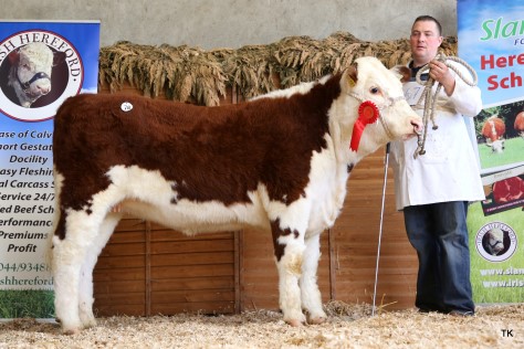 Nigel Heatrick with his sale topping heifer, Glaslough Tina, who sold for €3,000