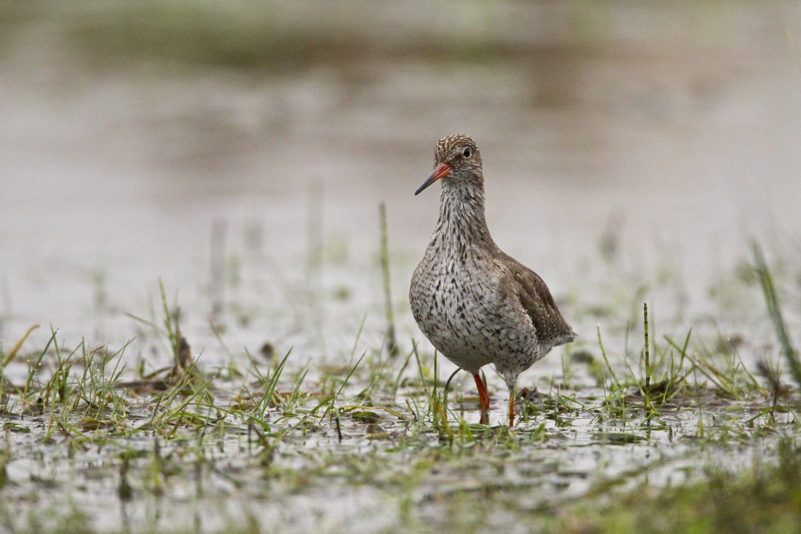 Redshank Tringa totanus, in breeding plumage, Geltsdale RSPB reserve, Cumbria, England, April