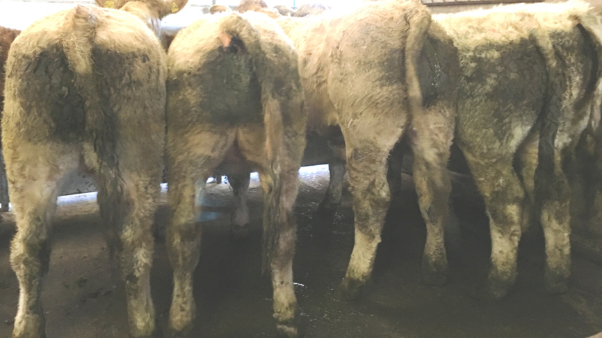 These Charolais bullocks – weighing 537kg – sold for €1,410 or €2.63/kg