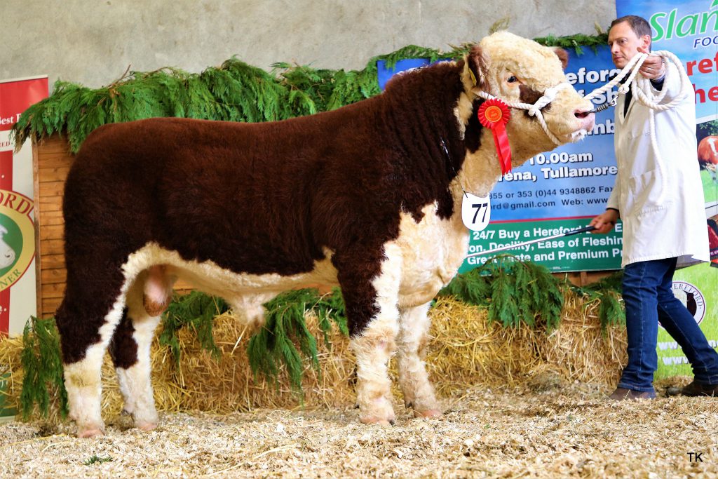 Reserve Senior Champion and Winner of the People’s Champion Competition “Grianan Showman” with owner Anselm Fitzgerald
