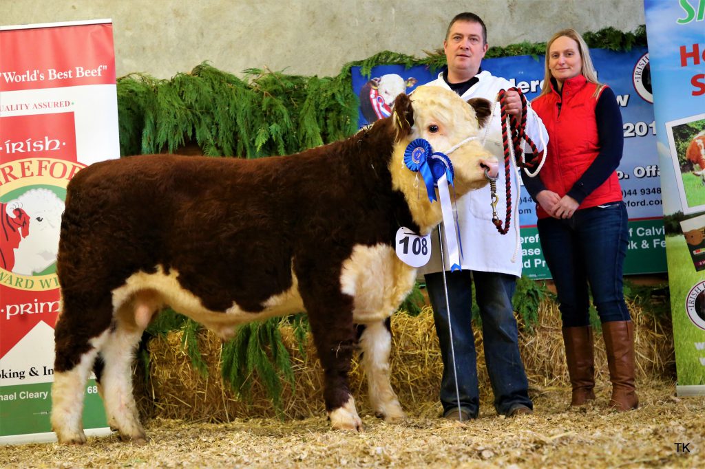 Reserve Junior Male Champion “Glaslough Transformer” with owner Nigel and Theola Heatrick