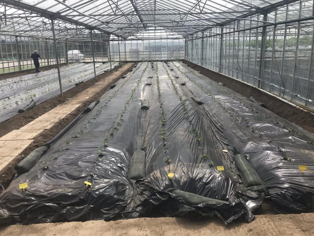 Plastic was used to control weeds