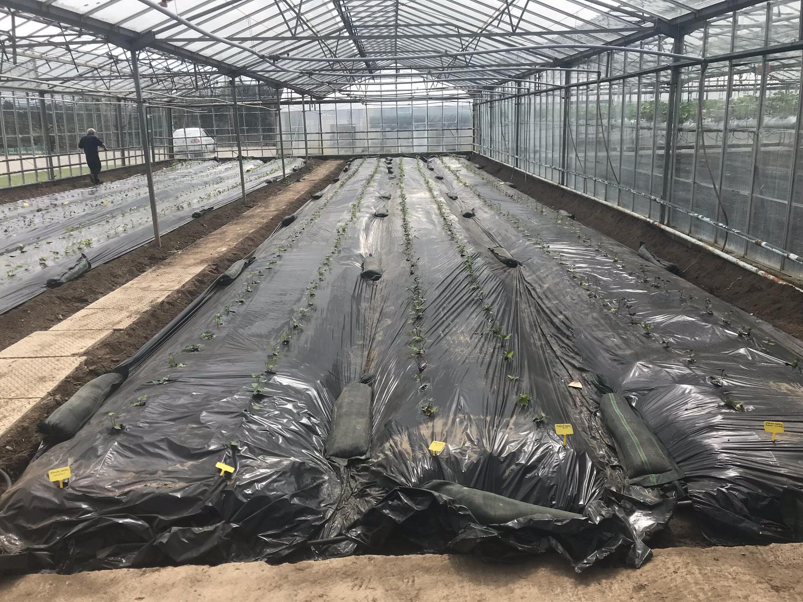 Plastic was used to control weeds
