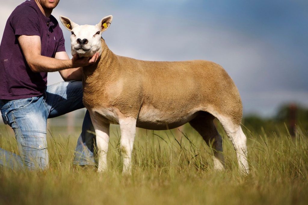 The 2017 Reserve All Ireland Female Champion, Premier Sale Female Champion and Reserve Overall 2018. She goes back to a Thornville ewe who was also in the back breeding of the 2013 All Ireland Champion