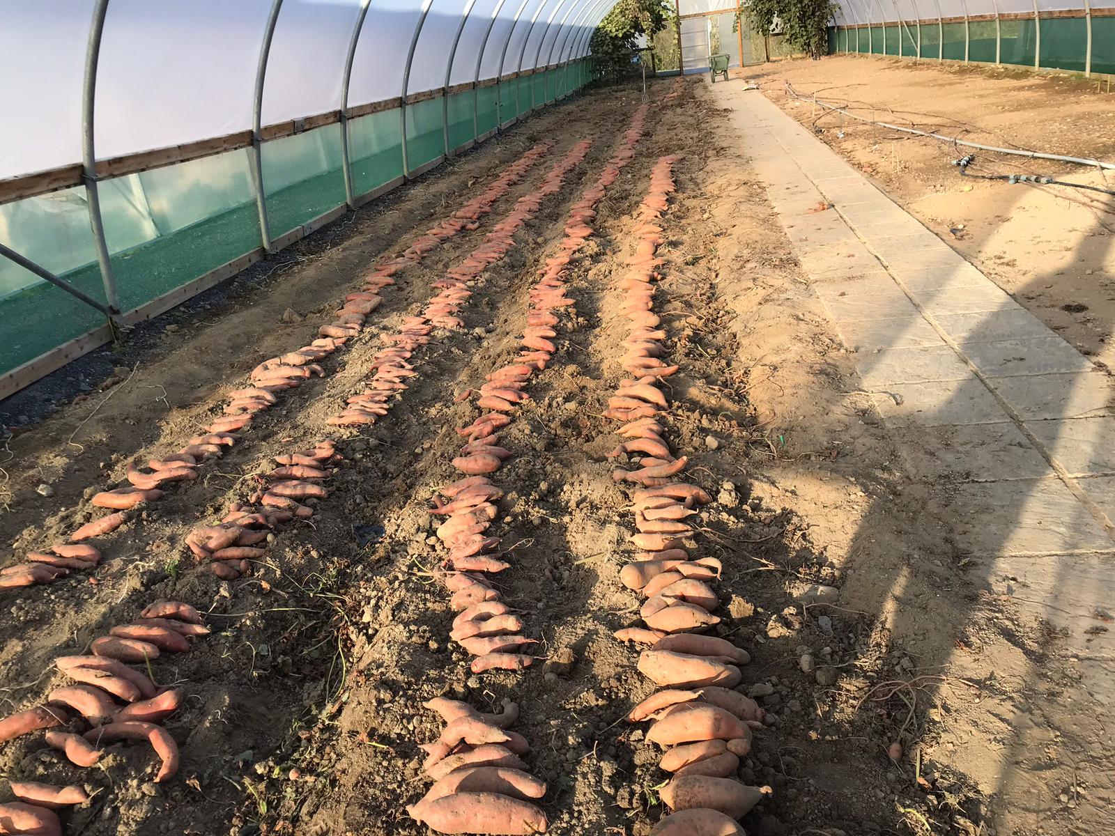 Sweet potatoes being harvested in Kildalton