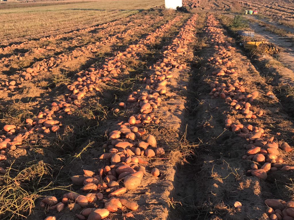 Sweet potatoes being harvested in Portugal