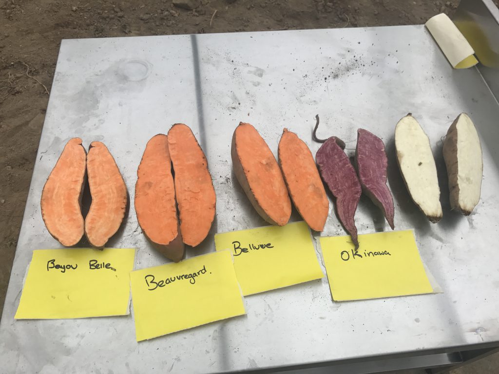 Some of the varieties supplied by Beotanics that were grown by O’Shea’s in Kildalton