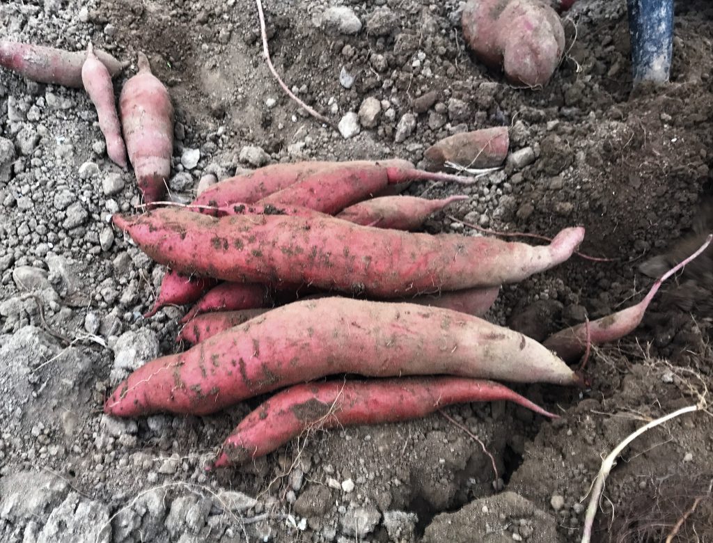 Some sweet potatoes fresh out of the ground in Kildalton