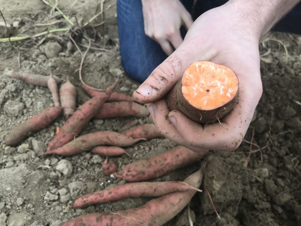 Latex oozing out of one of the sweet potatoes that had just been dug in Kildalton