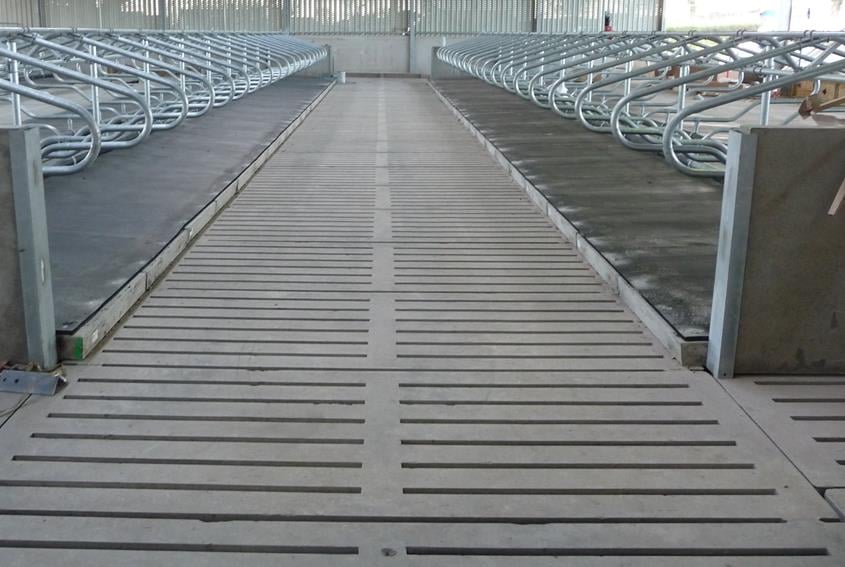 Slatted shed for cows