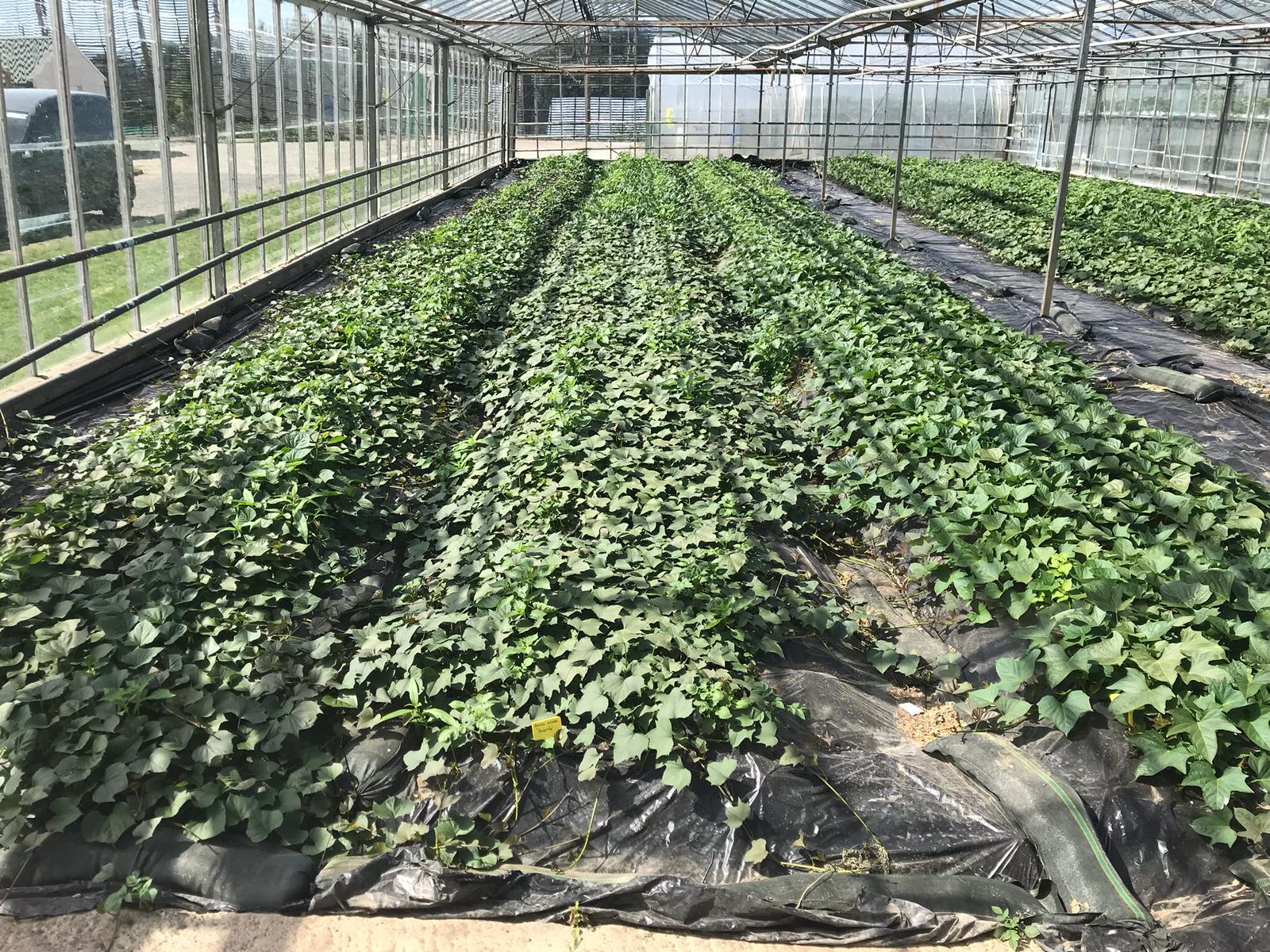 The sweet potato trials grown by O’Shea’s in Kildalton