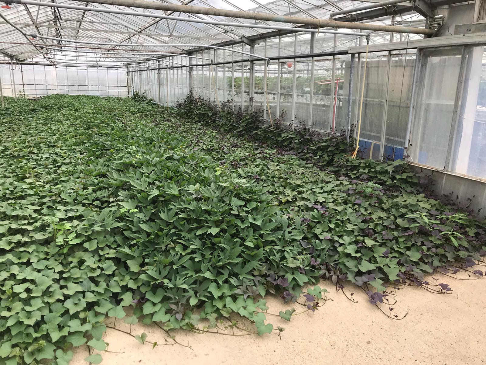 The sweet potato trial in Kildalton during the summer