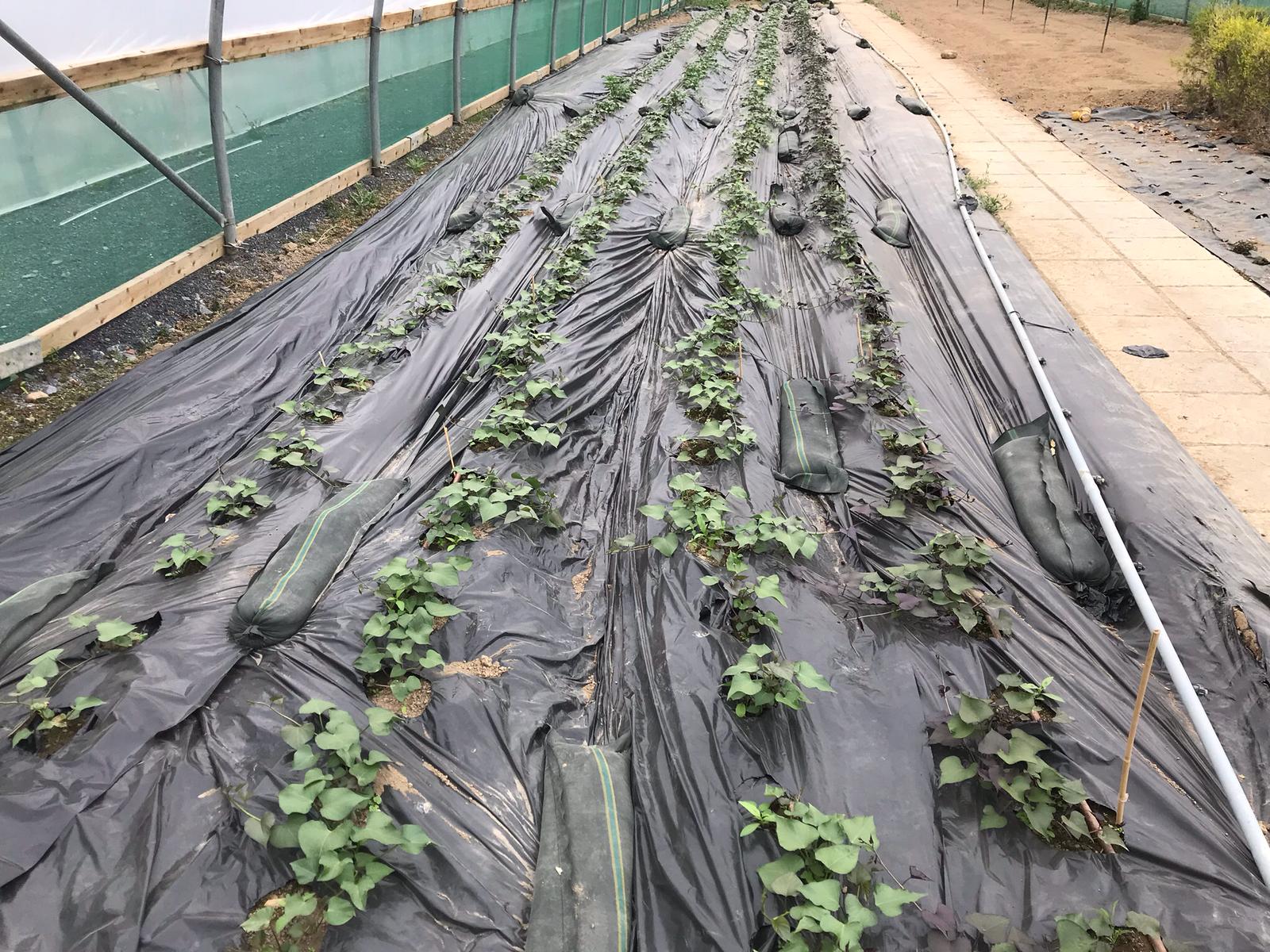 The sweet potato trial in Kildalton earlier this year