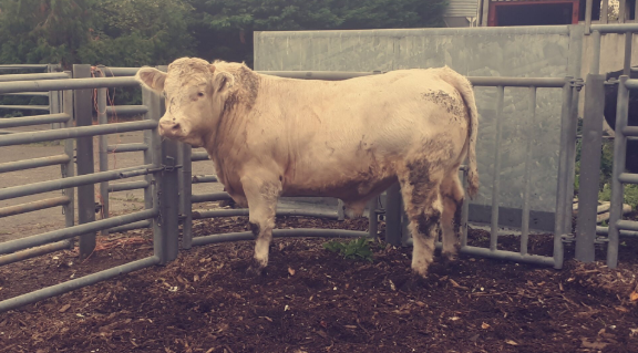 Sire: Dereskit Improver; 15 months; ADG 2.45kg/day; carcass weight 322kg; grade U- 3-