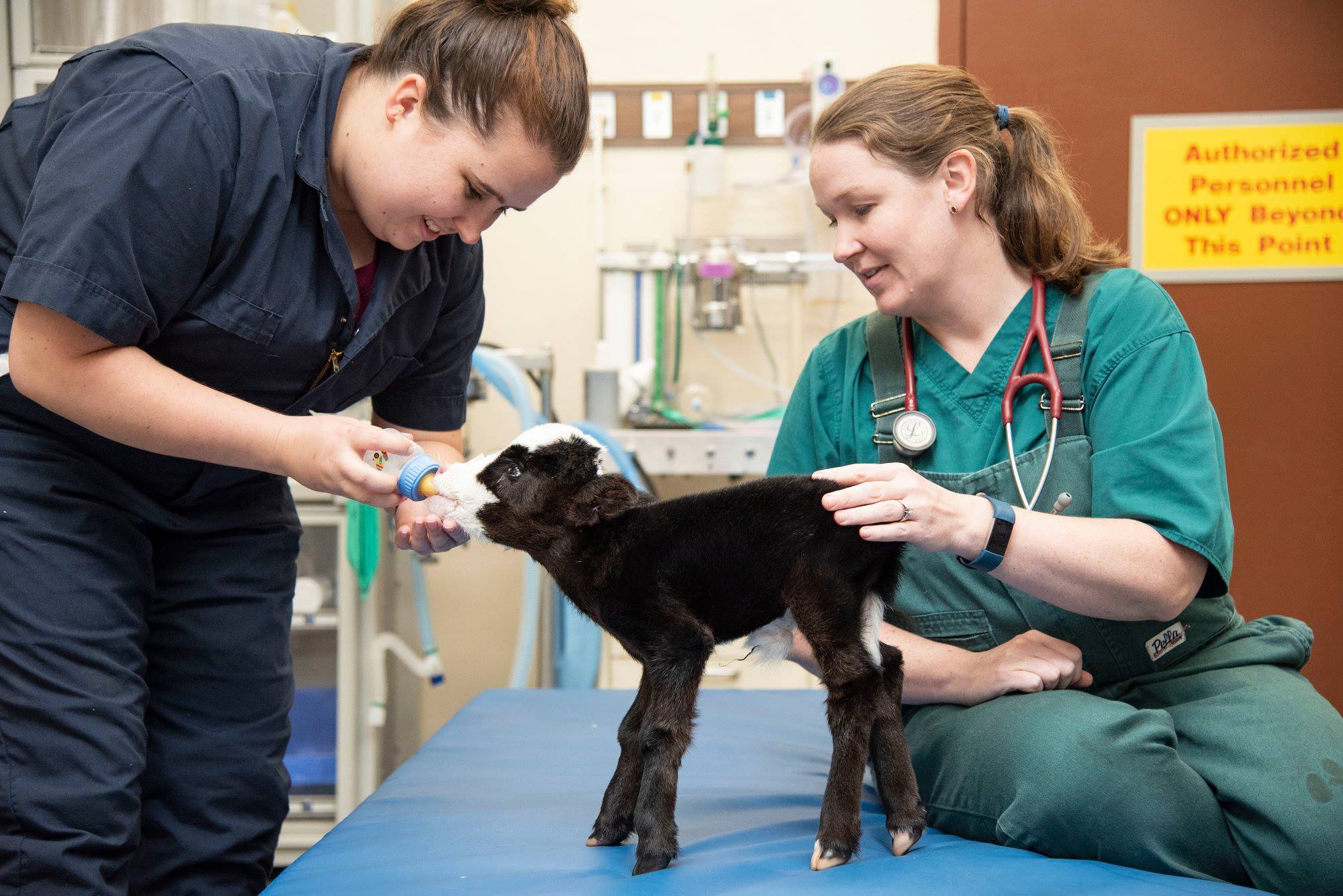 Image source: Mississippi State University College of Veterinary Medicine Facebook page