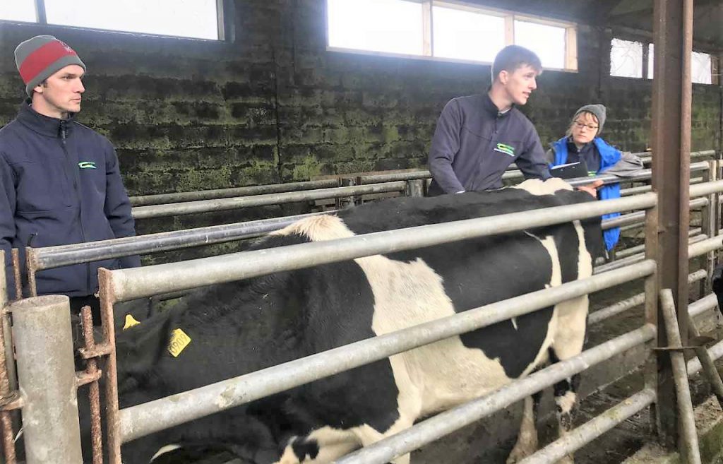 Teagasc’s Stuart Childs and Matthew Ryan body condition scoring cows earlier today