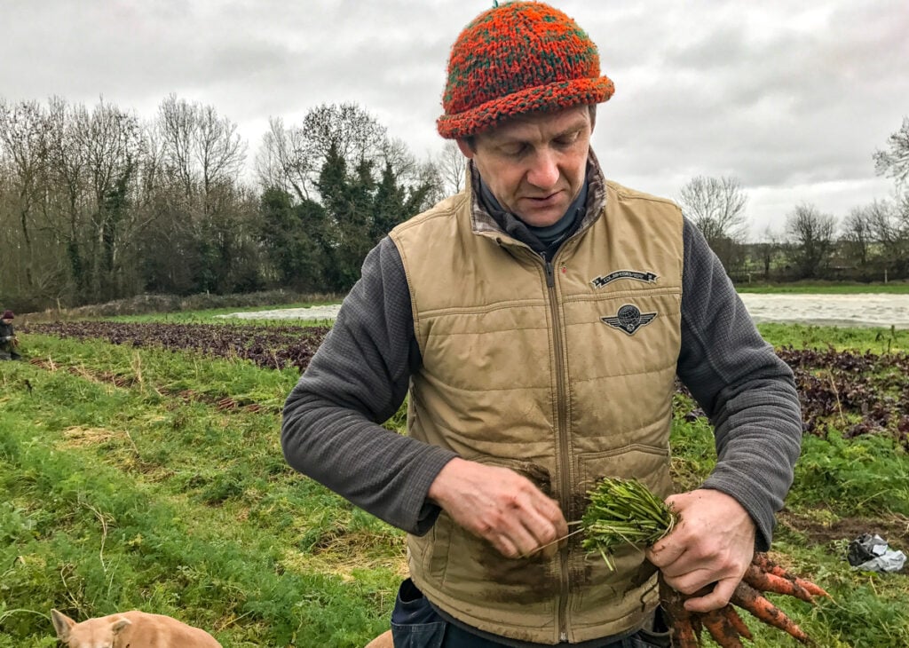 Liam Ryan bunching carrots on Moyleabbey Organic Farm