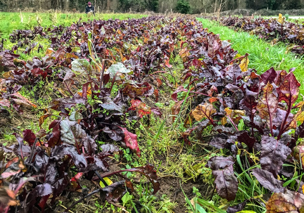 The last of Liam’s beetroot crop is coming to an end