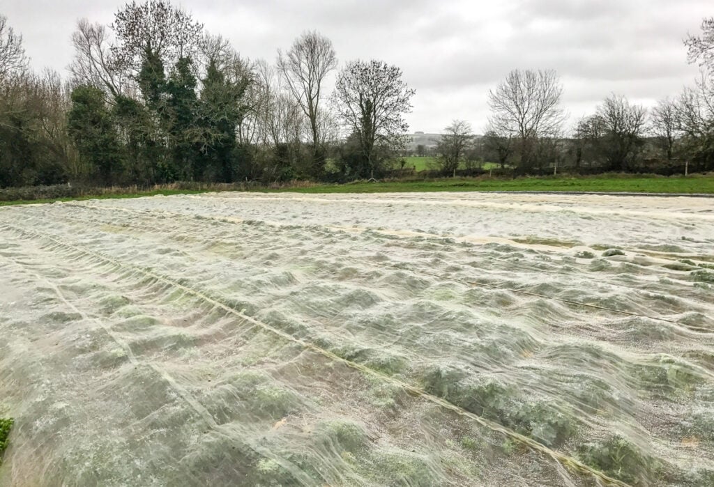A bio-net covering some of Liam’s kale crop