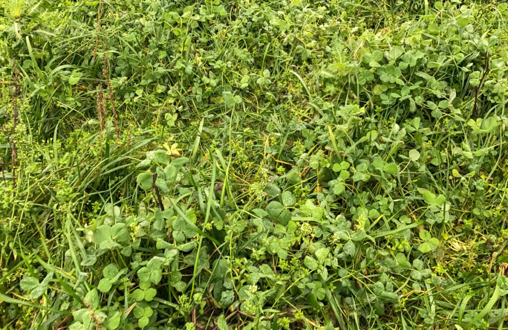 A break crop of Italian rye grass and clover on Moyleabbey Organic Farm